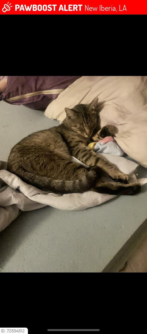 Lost Male Cat last seen April court , New Iberia, LA 70560