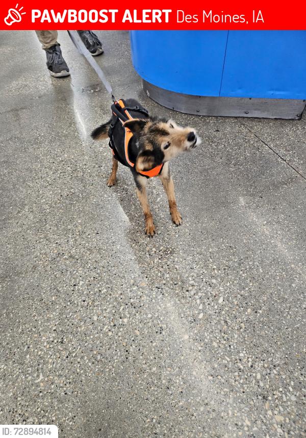 Lost Male Dog last seen Grandview college , Des Moines, IA 50316