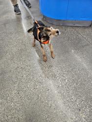 Lost Male Dog last seen Grandview college , Des Moines, IA 50316