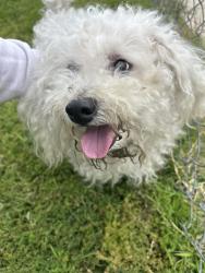 Found/Stray Male Dog last seen 6th and Brockton, Redlands, CA 92374