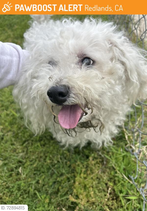 Found/Stray Male Dog last seen 6th and Brockton, Redlands, CA 92374