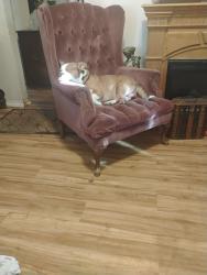 Reunited Male Dog last seen 'D'st and Center st, Salem, OR 97301