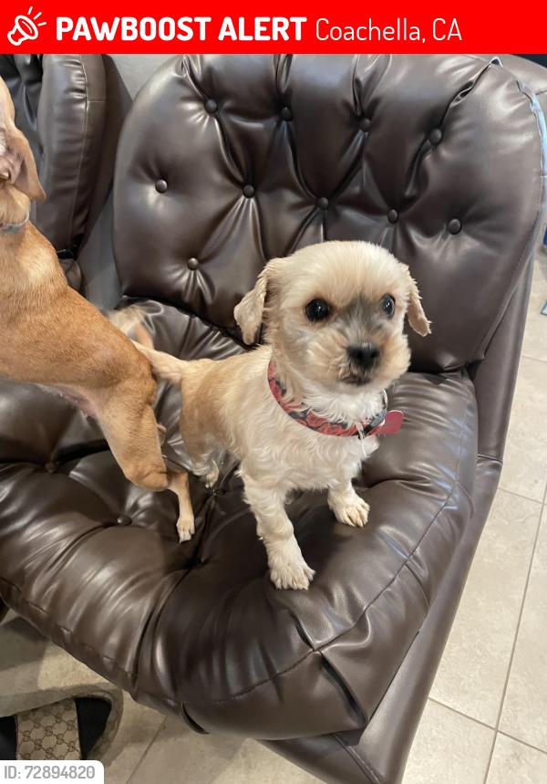 Lost Female Dog last seen bagduma park, Coachella, CA 92236