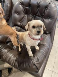 Lost Female Dog last seen bagduma park, Coachella, CA 92236
