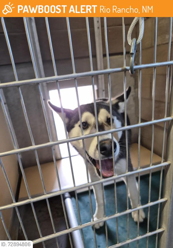 Found/Stray Male Dog last seen along Unser NE by Paseo Del Volcan, Rio Rancho, NM 87144