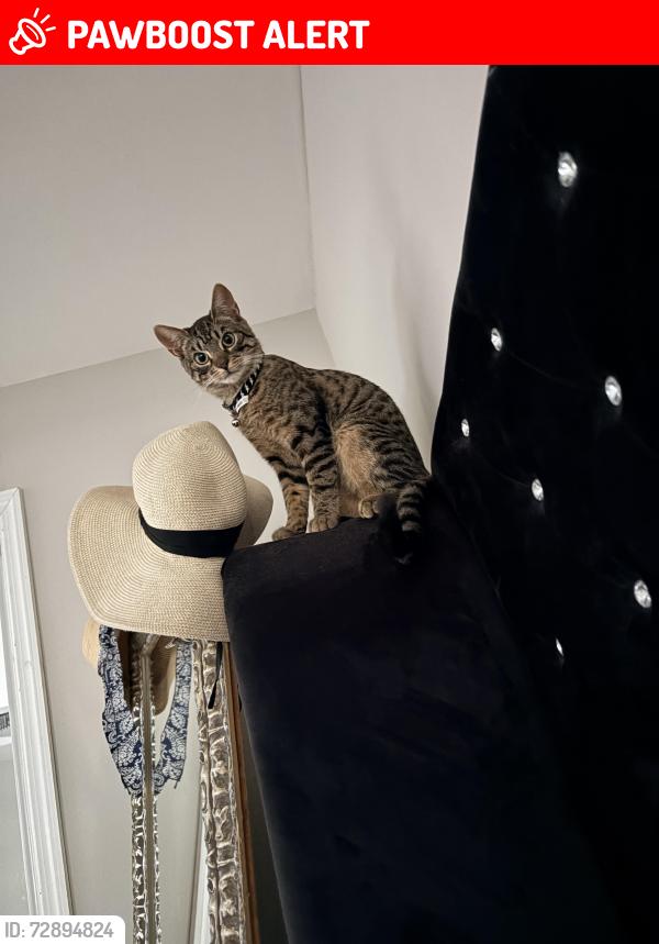 Lost Male Cat last seen Parkertown, Little Egg Harbor Township, NJ 08087
