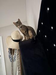Lost Male Cat last seen Parkertown, Little Egg Harbor Township, NJ 08087