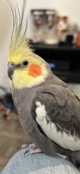 Lost Male Bird last seen Westside Lincoln park, Jersey City, NJ 07304