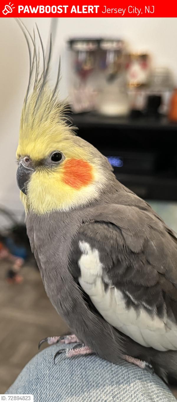 Lost Male Bird last seen Westside Lincoln park, Jersey City, NJ 07304