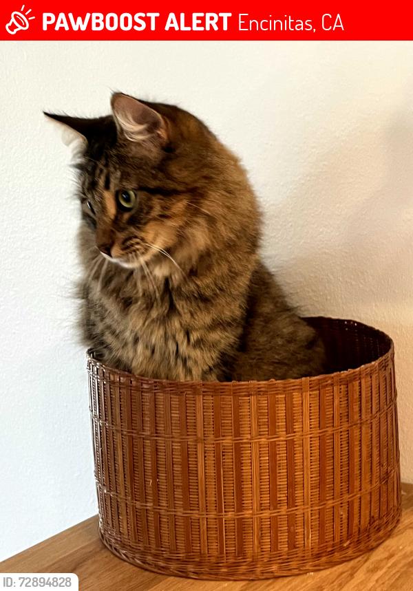 Lost Male Cat last seen Leucadia Blvd and Saxony Road, Encinitas, CA 92024