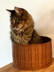 Lost Male Cat last seen Leucadia Blvd and Saxony Road, Encinitas, CA 92024