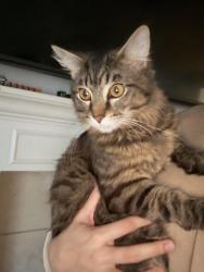 Reunited Male Cat last seen The forest neighborhood , Atascocita, TX 77346