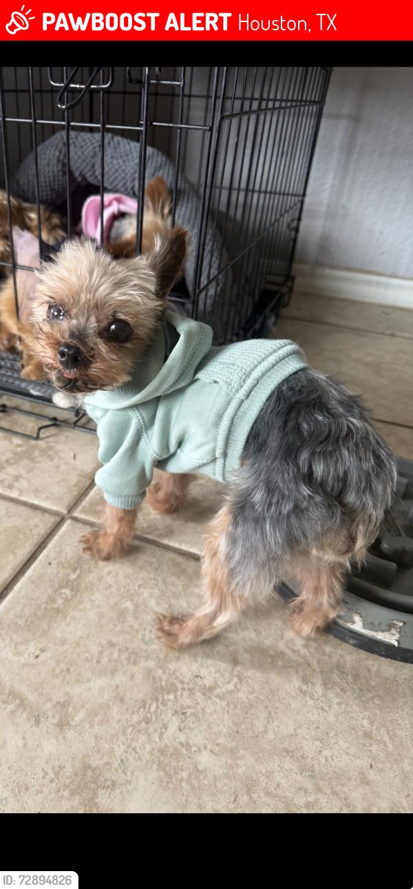 Lost Male Dog last seen Brunswick meadows , Houston, TX 77047