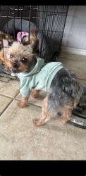 Lost Male Dog last seen Brunswick meadows , Houston, TX 77047