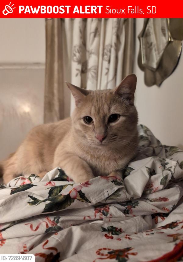 Lost Male Cat last seen Dubuque and Fairway Dr Sioux Falls Sd, Sioux Falls, SD 57110
