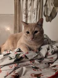 Lost Male Cat last seen Dubuque and Fairway Dr Sioux Falls Sd, Sioux Falls, SD 57110
