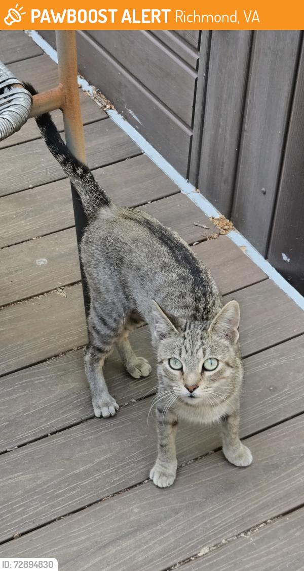 Found/Stray Female Cat last seen Chamberlayne Ave and Westbrook Ave, Richmond, VA 23227