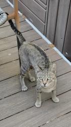 Found/Stray Female Cat last seen Chamberlayne Ave and Westbrook Ave, Richmond, VA 23227
