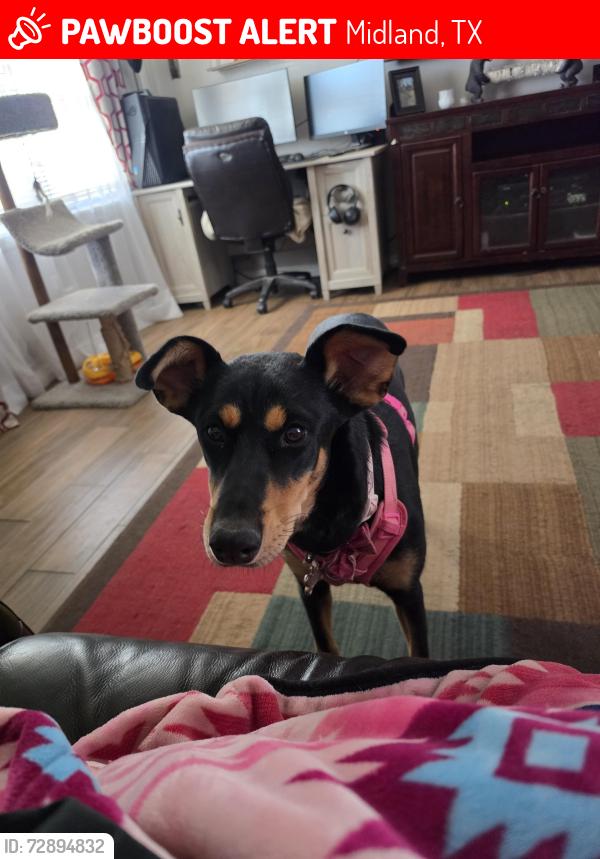 Lost Female Dog last seen Edgewood, Midland, TX 79703