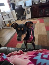 Lost Female Dog last seen Edgewood, Midland, TX 79703