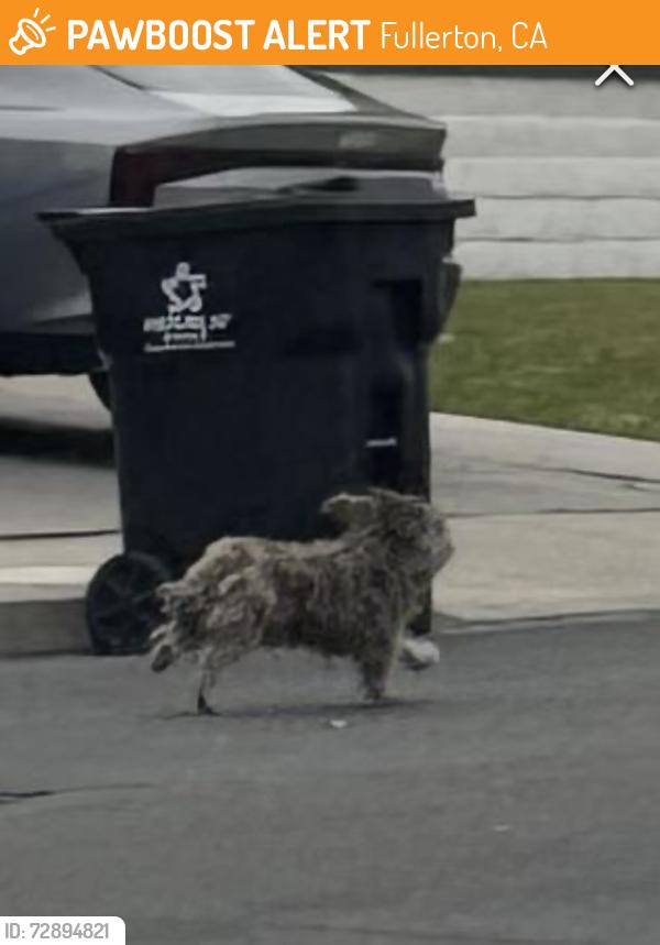 Found/Stray Unknown Dog last seen Near W Malvern Ave, Fullerton, CA 92833, Fullerton, CA 92833