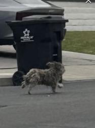 Found/Stray Unknown Dog last seen Near W Malvern Ave, Fullerton, CA 92833, Fullerton, CA 92833