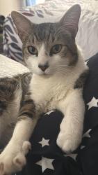 Found/Stray Male Cat last seen Red Roof Inn, Laurel, MD 20708