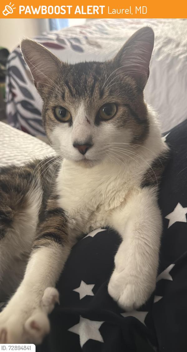 Found/Stray Male Cat last seen Red Roof Inn, Laurel, MD 20708