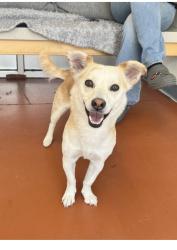 Lost Female Dog last seen Near FairPlay way Denver Co , Denver, CO 80239