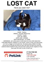 Lost Male Cat last seen Near R Street, Lincoln, CA 95648