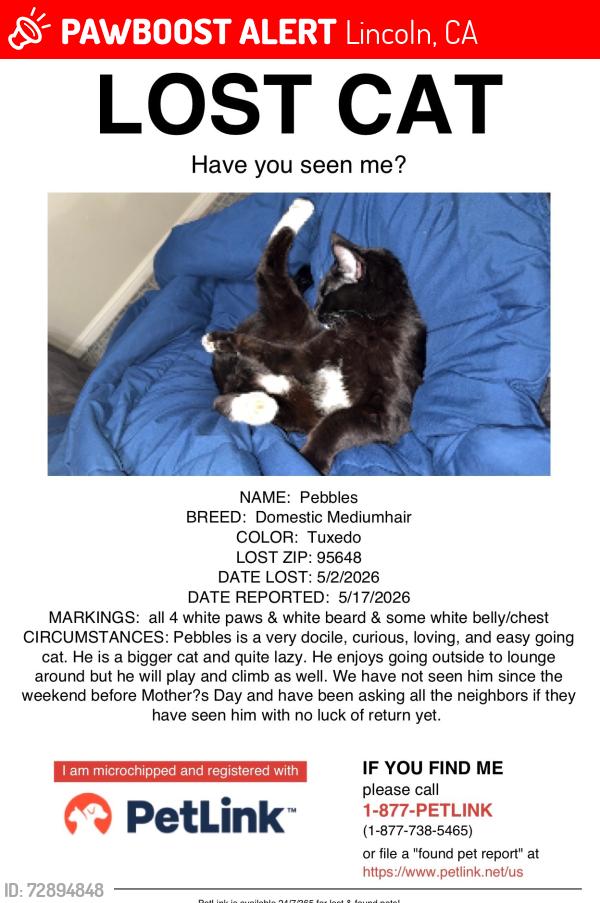 Lost Male Cat last seen Near R Street, Lincoln, CA 95648