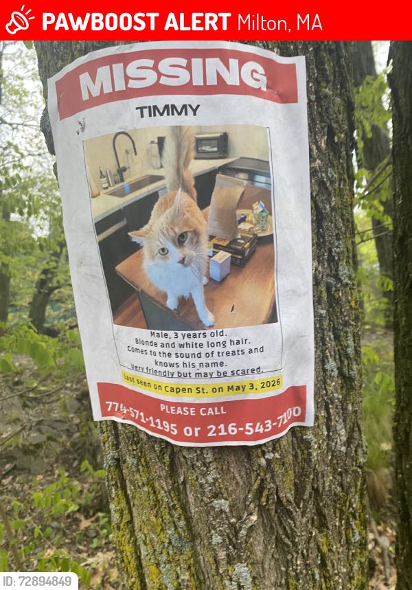 Lost Male Cat last seen N/A, Milton, MA 02186