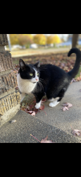 Lost Female Cat last seen Near E Broadway st. Osseo, Osseo, MN 55369