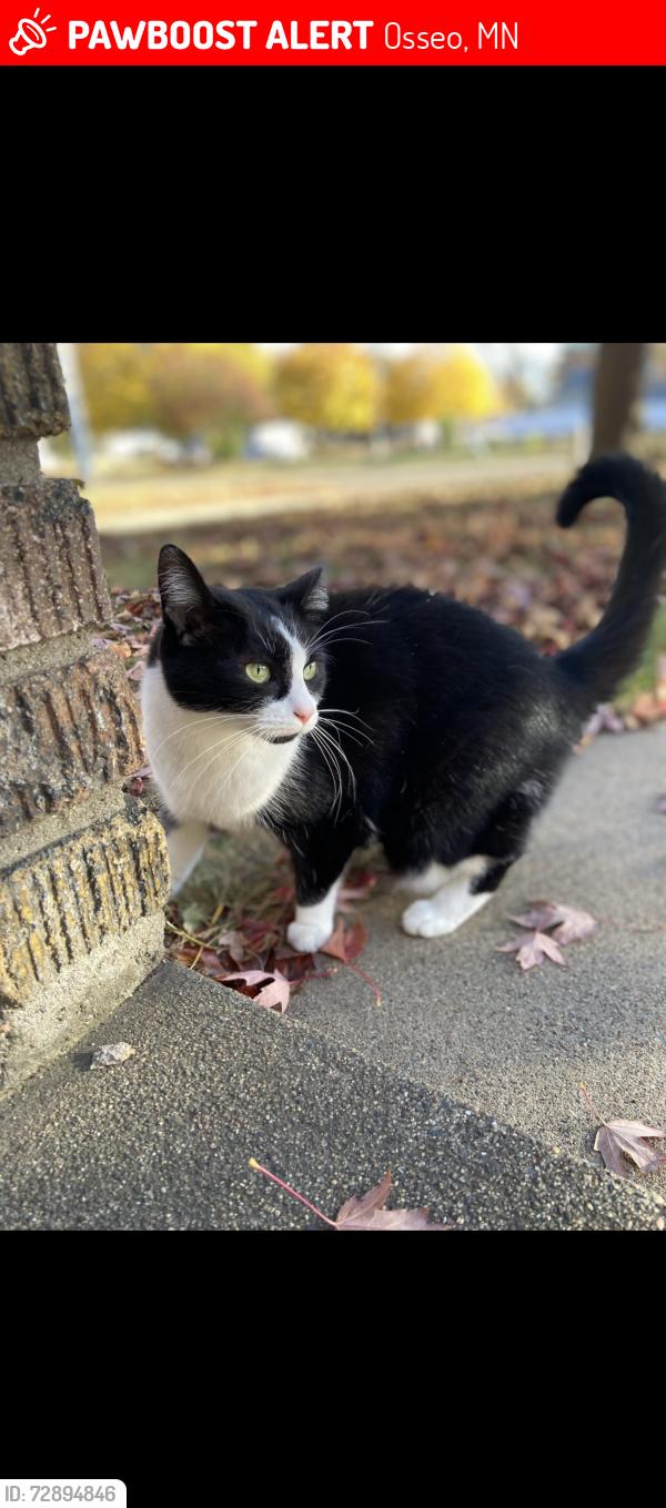 Lost Female Cat last seen Near E Broadway st. Osseo, Osseo, MN 55369