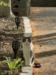 Lost Male Cat last seen Glen Mill, Potomac, MD 20854
