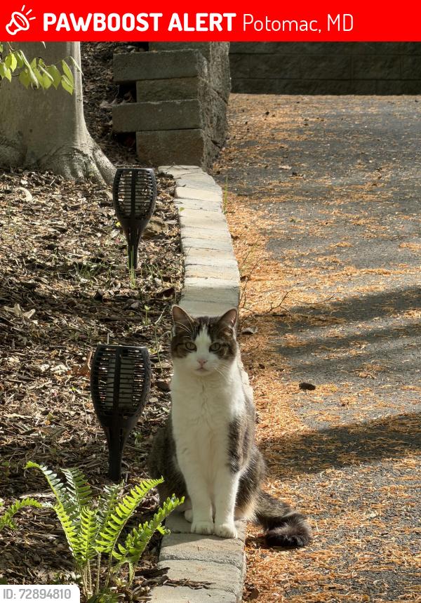 Lost Male Cat last seen Glen Mill, Potomac, MD 20854