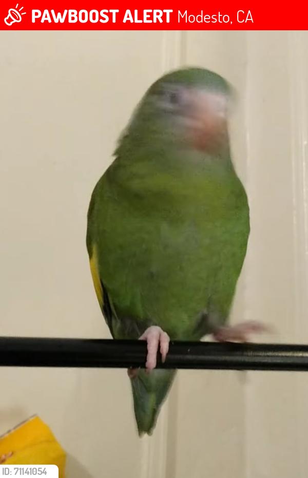 Lost Unknown Bird last seen Melrose st modesto california , Modesto, CA 95350