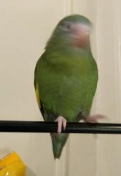 Lost Unknown Bird last seen Melrose st modesto california , Modesto, CA 95350