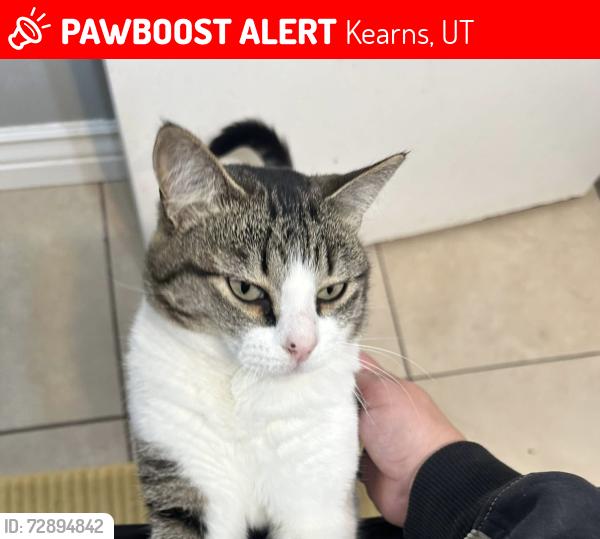 Lost Male Cat last seen Kearns rec cent and Kearns high school , Kearns, UT 84118