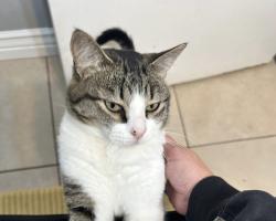 Lost Male Cat last seen Kearns rec cent and Kearns high school , Kearns, UT 84118