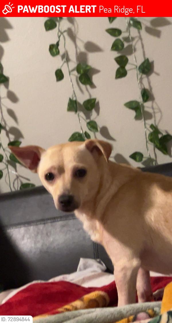 Lost Male Dog last seen E Avenida de Golf Milton FL 32571 United States, Pea Ridge, FL 32571