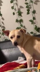 Lost Male Dog last seen E Avenida de Golf Milton FL 32571 United States, Pea Ridge, FL 32571