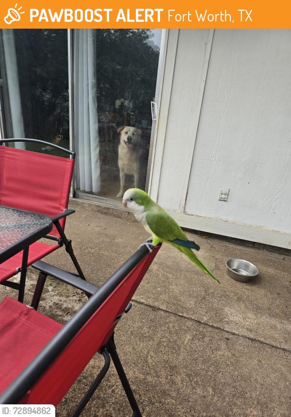 Found/Stray Unknown Bird last seen Mcart ave, Fort Worth, TX 76133
