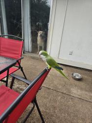 Found/Stray Unknown Bird last seen Mcart ave, Fort Worth, TX 76133