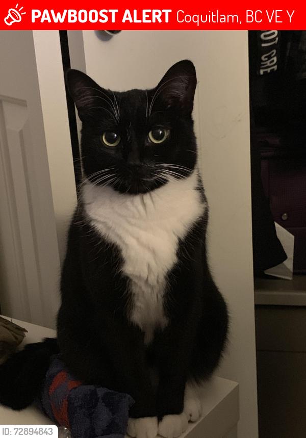 Lost Female Cat last seen  Sugarpine Ct and Plateau blvd , Coquitlam, BC V3E 2Y7