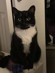 Lost Female Cat last seen  Sugarpine Ct and Plateau blvd , Coquitlam, BC V3E 2Y7