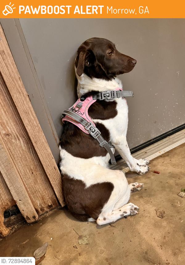 Found/Stray Female Dog last seen Reynolds nature preserve, Morrow, GA 30260