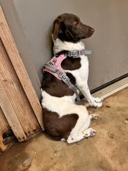 Found/Stray Female Dog last seen Reynolds nature preserve, Morrow, GA 30260