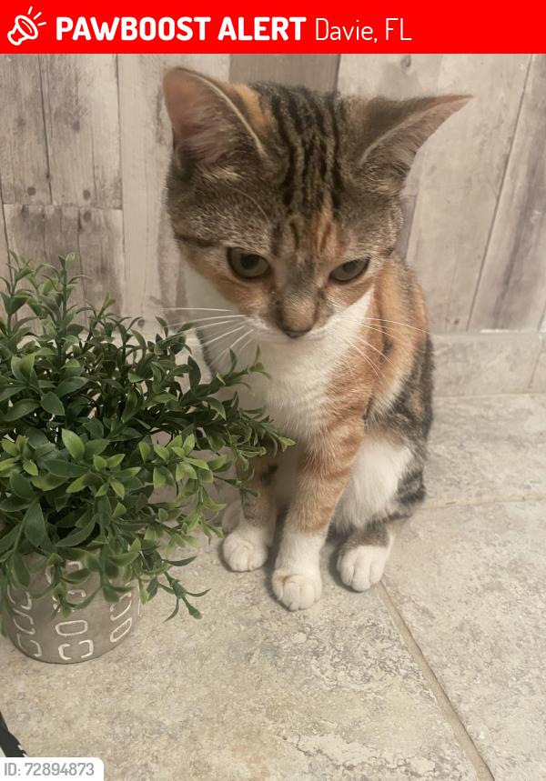 Lost Female Cat last seen Shenandoah , Davie, FL 33325