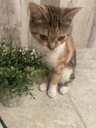 Lost Female Cat last seen Shenandoah , Davie, FL 33325